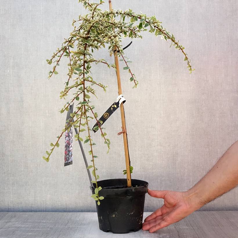 Cotoneaster suecicus Juliette Pot de 4L/5L, Tige, Tige de 60 cm - Image 2