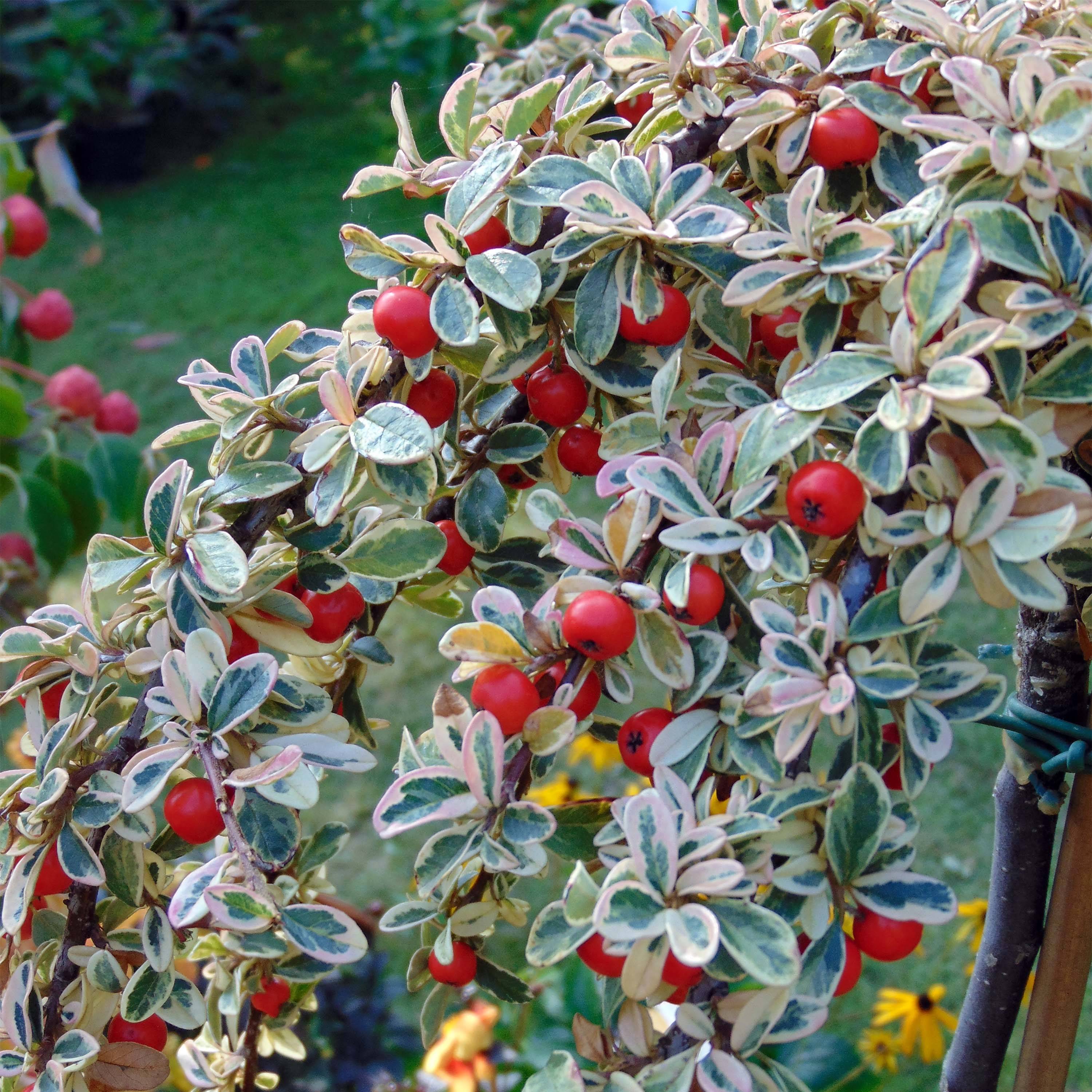 Cotoneaster suecicus Juliette Pot de 4L/5L, Tige, Tige de 60 cm - Image 1