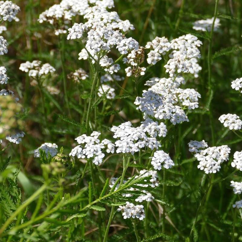Achillée millefeuille à fleurs Blanche - feuillage Caduc - Godet - 5/20 cm-  hauteur à maturité De 0,50 m à 1,00 m - Image 1