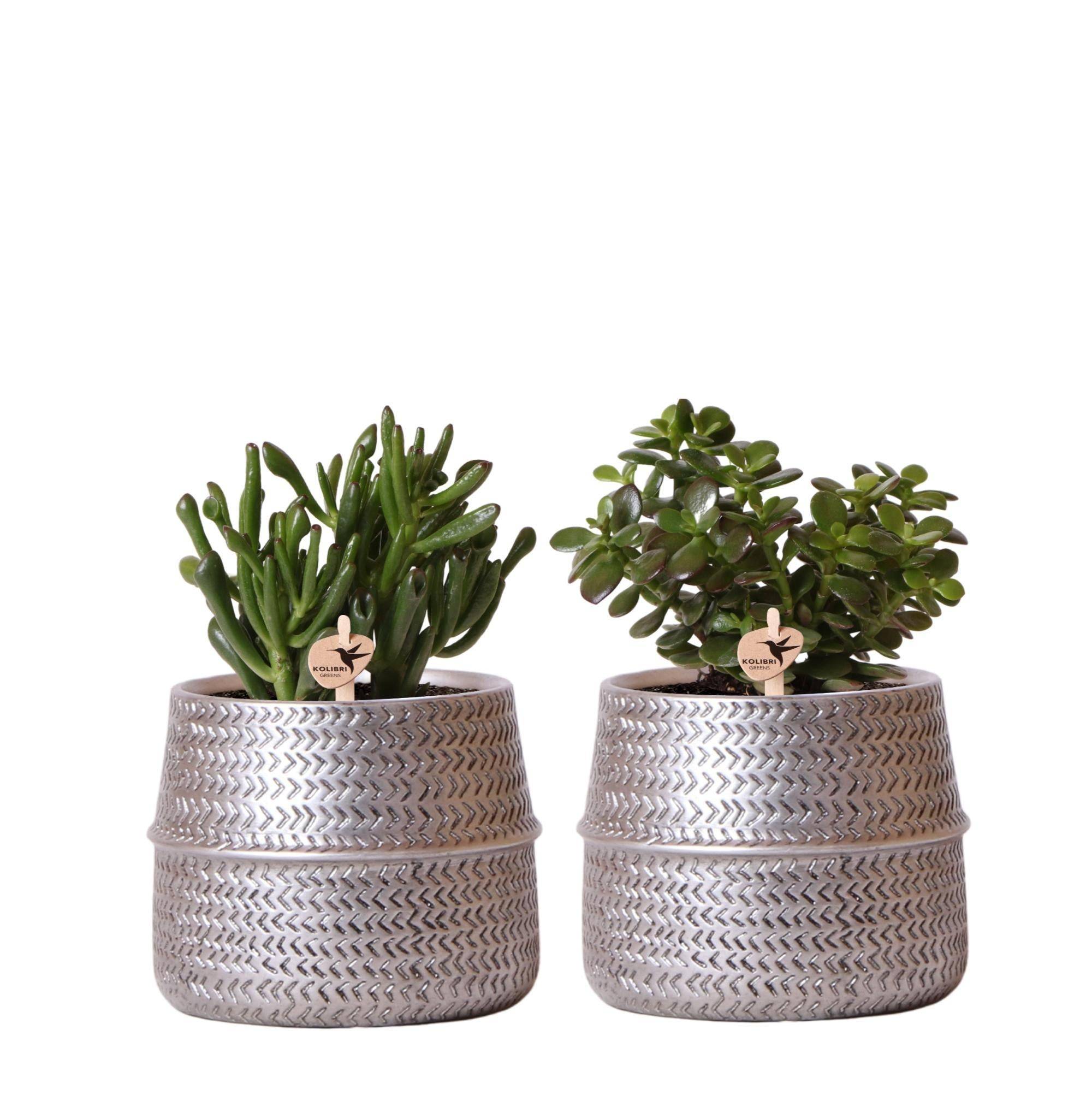 Duo de succulentes et leurs caches-pots argenté- La Green Touch - Image 1