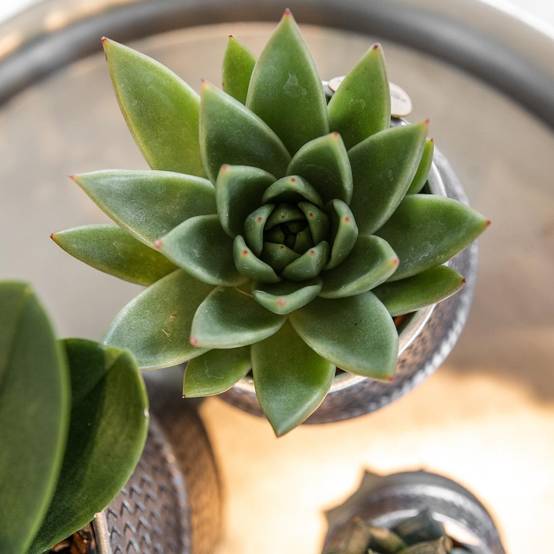 Duo de succulentes et leurs caches-pots argenté- La Green Touch - Image 3