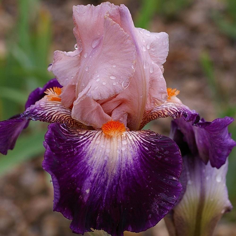 Promesse de Fleurs - Iris germanica Robe du soir - Iris des Jardins Rhizome, Calibre 10/15, qualité extra