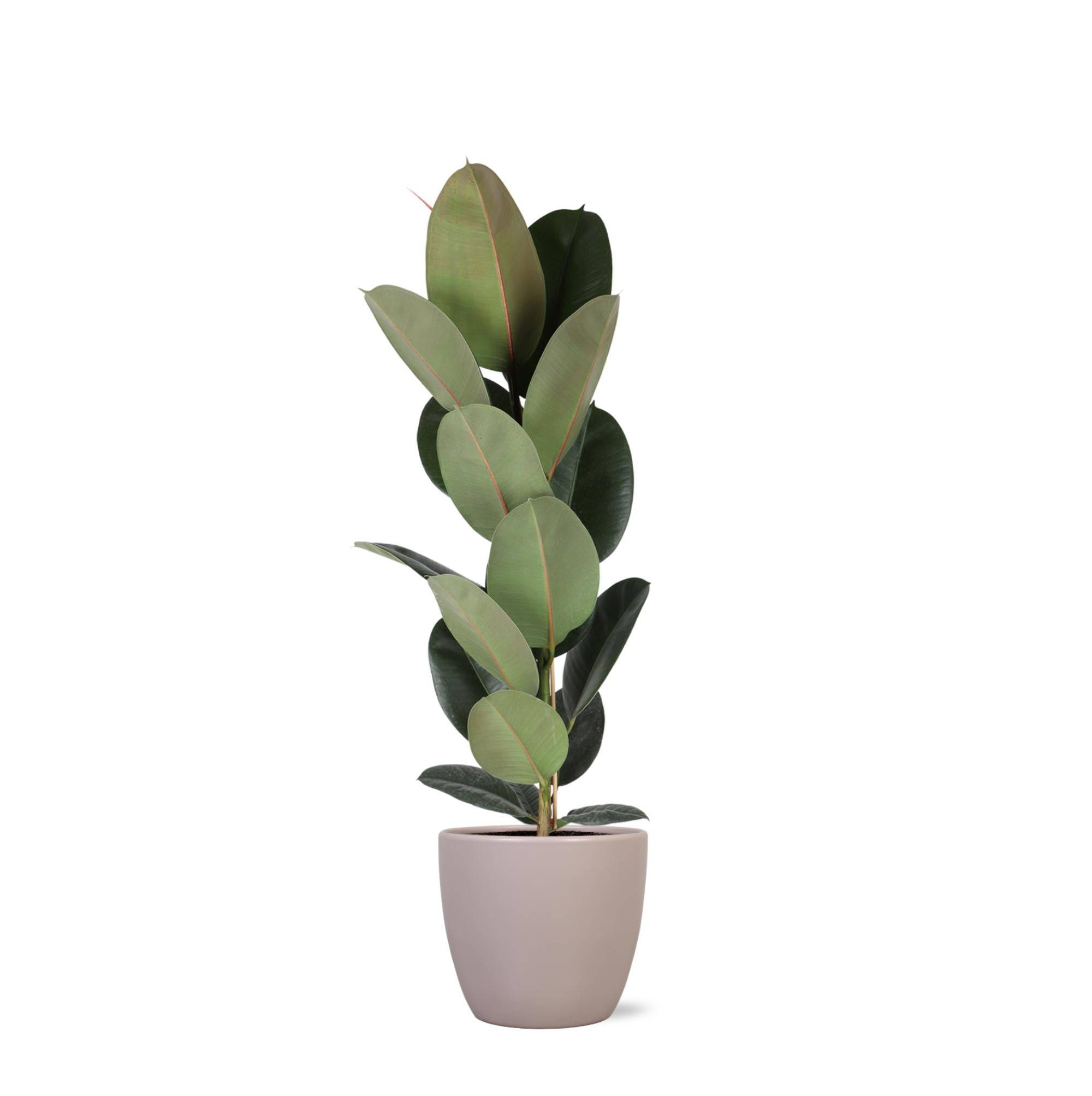 La Green Touch - Ficus Elastica Robusta et son pot- La Green Touch Taupe - Hauteur 90cm