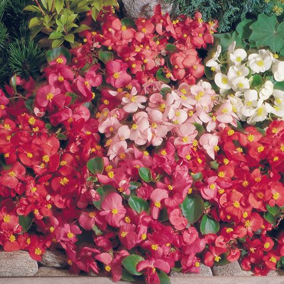 Graines de Bégonia semperflorens nain Super Olympia Mix (enrobées) le sachet de 35 graines environ - Graines enrobées
