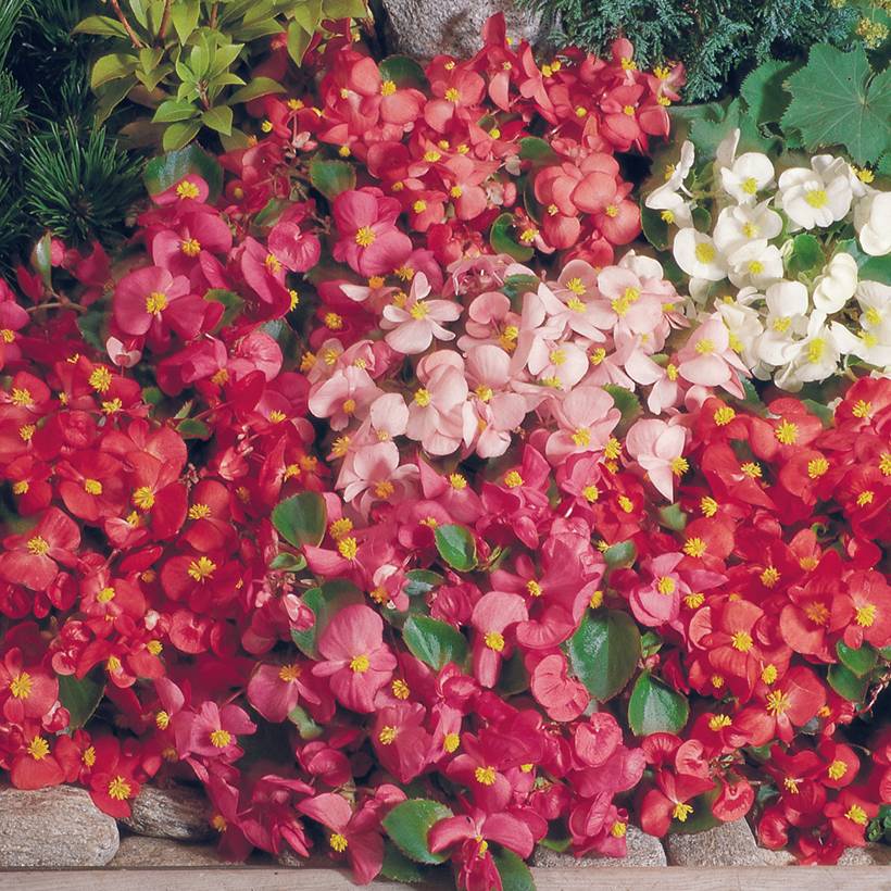 Graines de Bégonia semperflorens nain Super Olympia Mix (enrobées) le sachet de 35 graines environ - Graines enrobées