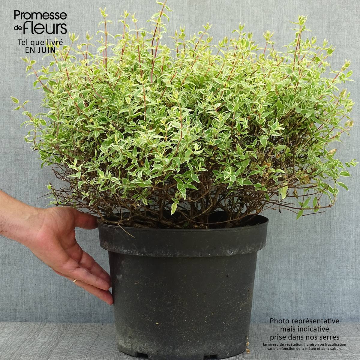 Abelia grandiflora Confetti Pot de 7,5L/10L - Image 2