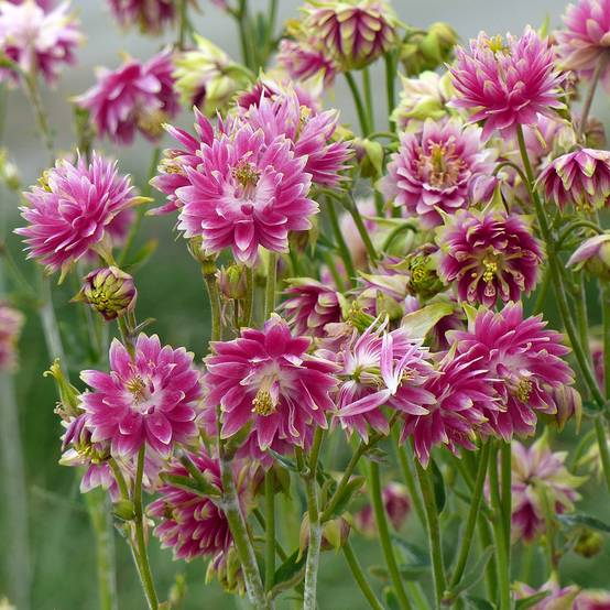 Graines d'Ancolie des jardins Nora Barlow - Aquilegia hybrida le sachet de 50 graines environ (0,12g)