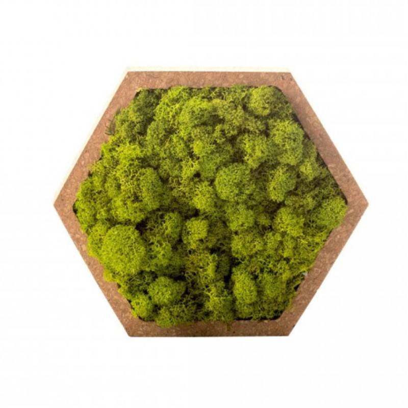 Naturalys - Tableau végétal mural stabilisé 16cm Vert - Naturalys - Image 1