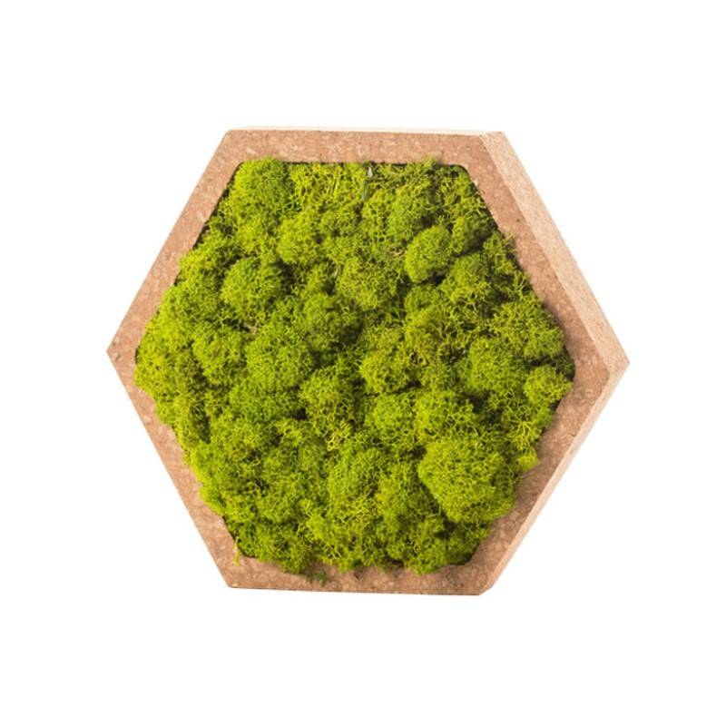 Naturalys - Tableau végétal mural stabilisé 16cm Vert - Naturalys - Image 2