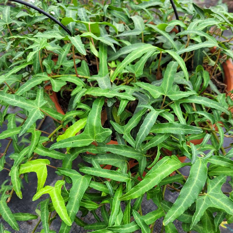 Lierre commun - Hedera helix Kappeln Godet de 8/9 cm