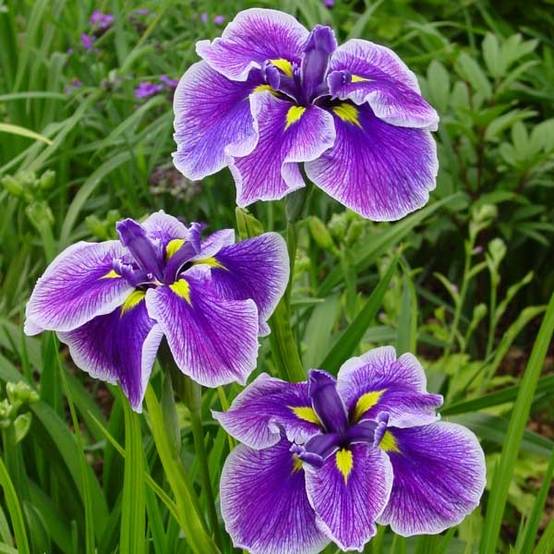 Iris du Japon - Iris ensata Crystal Halo Godet de 8/9 cm