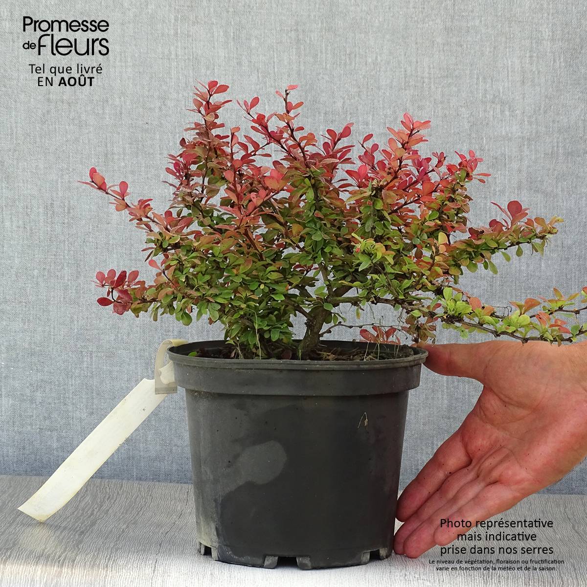 Berberis thunbergii Atropurpurea Nana - Epine-vinette Pot de 2L/3L - Image 2