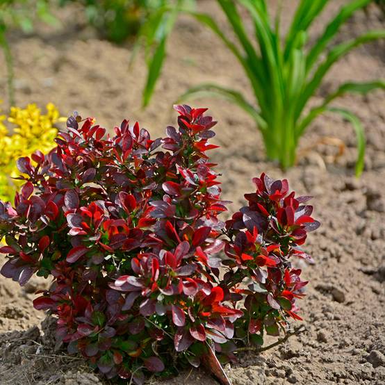 Berberis thunbergii Atropurpurea Nana - Epine-vinette Pot de 2L/3L - Image 1