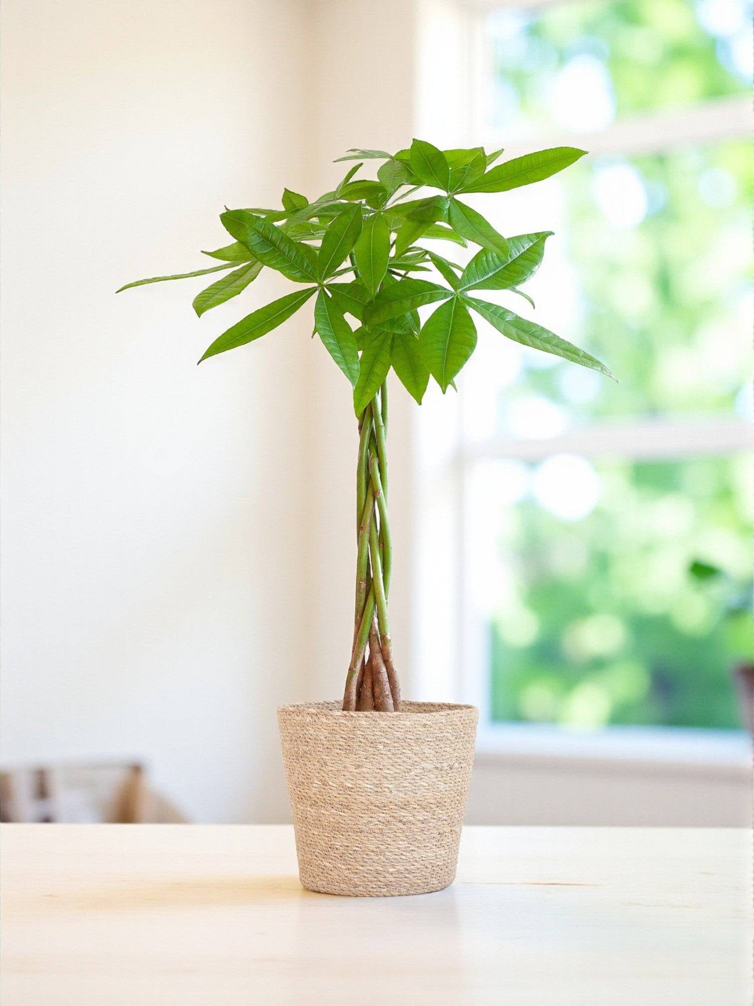 La Green Touch - Pachira Aquatica et son pot- La Green Touch Gris - Hauteur 80cm - Image 1