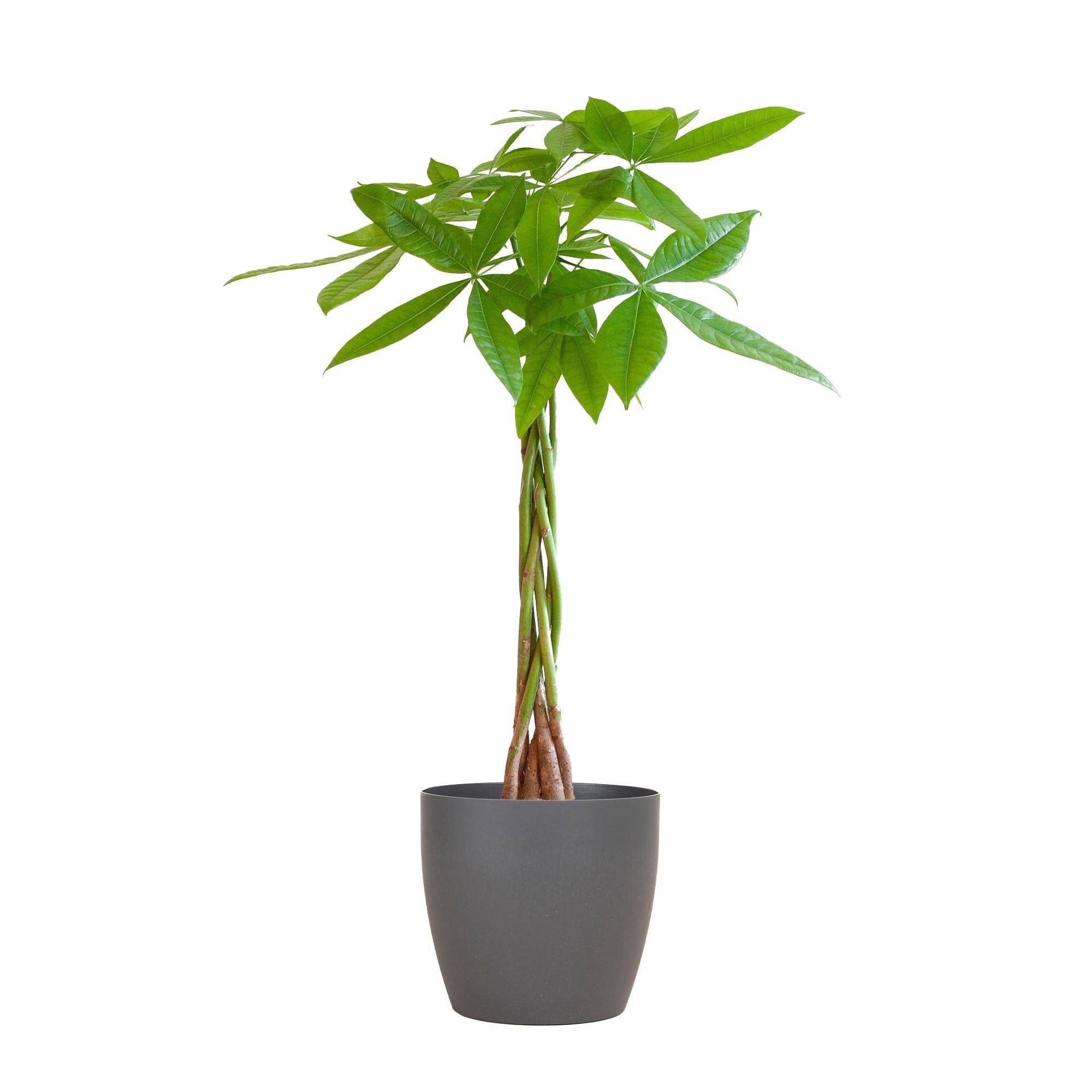 Pachira Aquatica et son pot- La Green Touch Gris - Hauteur 80cm