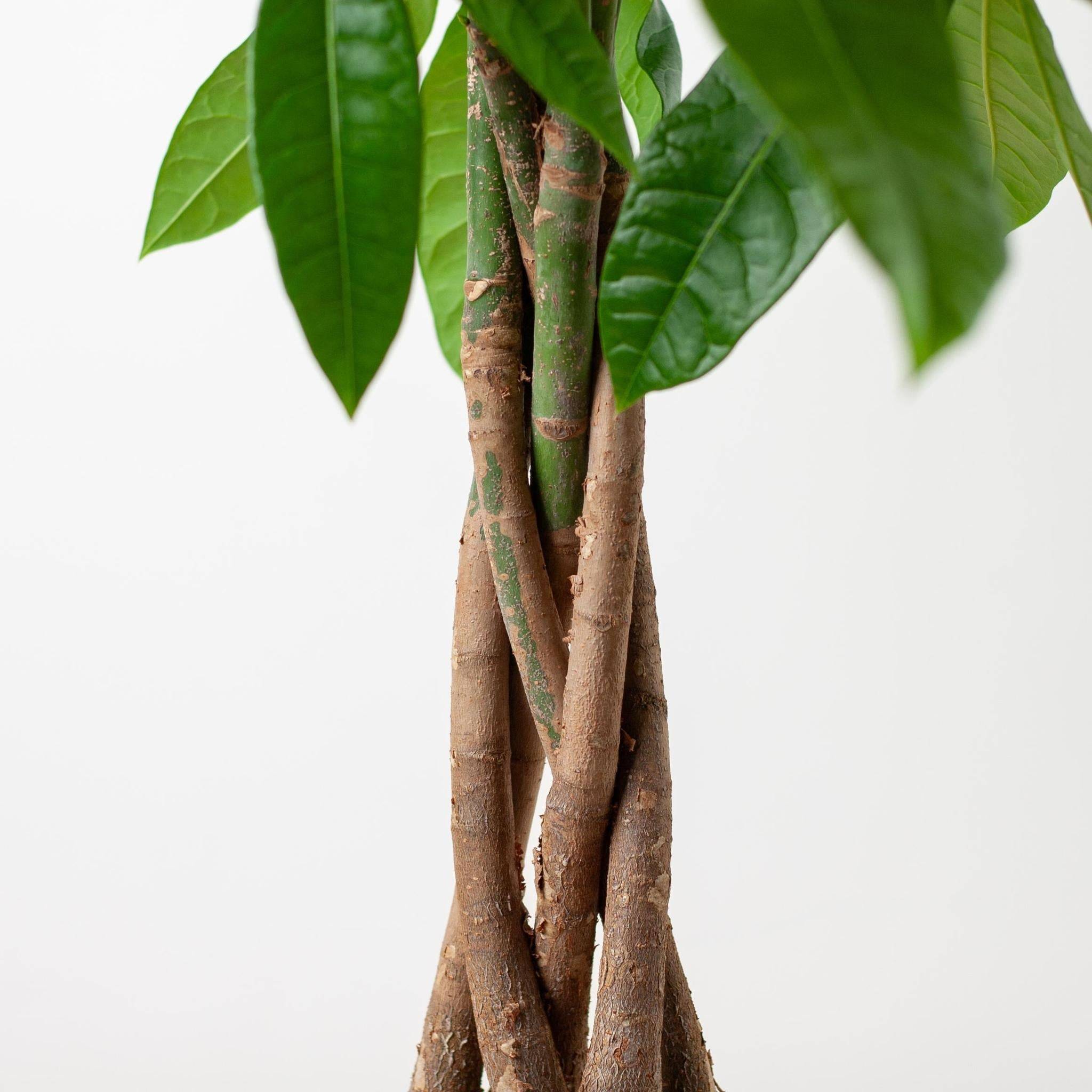 La Green Touch - Pachira Aquatica et son pot- La Green Touch Gris - Hauteur 80cm - Image 5