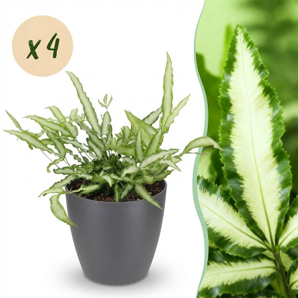 Pteris cretica Albolineata - Pet-friendly - Plante fougère - Pot de 12cm - Hauteur 20-30cm - 4 plantes - Gris - Plantes d'intérieur