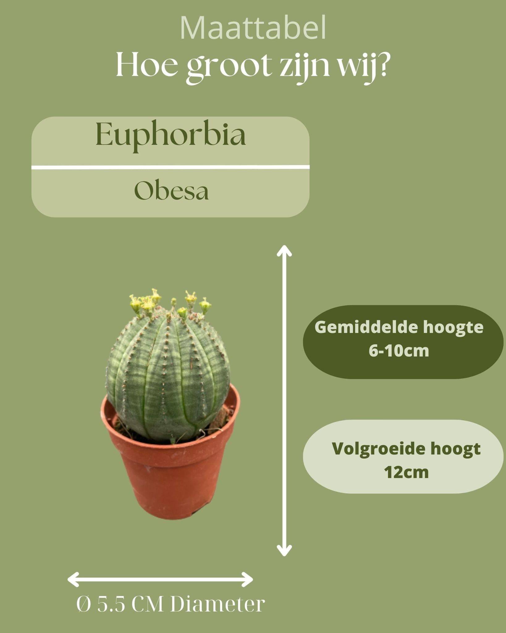 Lot de 3 Euphorbia Obesa en pot- La Green Touch - Image 2