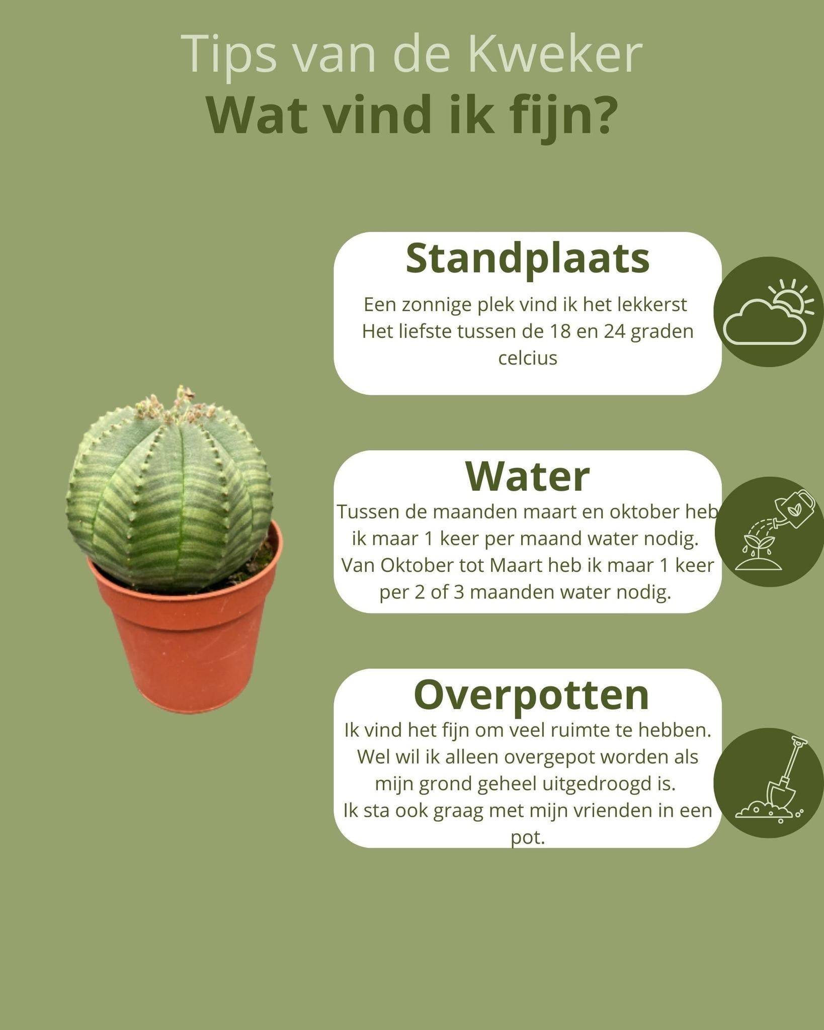 Lot de 3 Euphorbia Obesa en pot- La Green Touch - Image 3