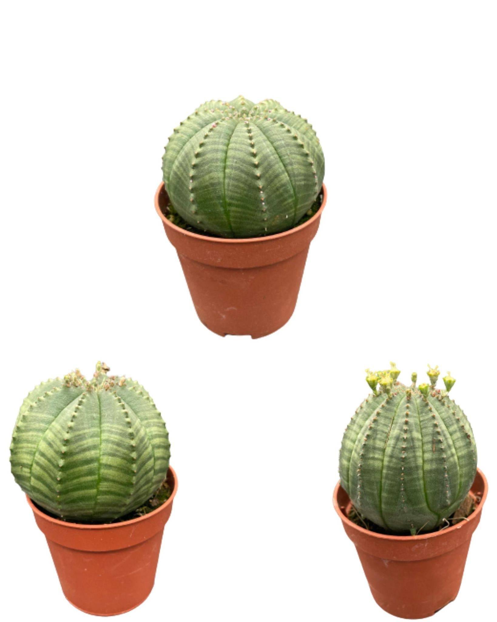 Lot de 3 Euphorbia Obesa en pot- La Green Touch - Image 1