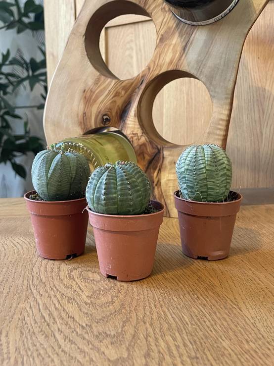Lot de 3 Euphorbia Obesa en pot- La Green Touch - Image 4