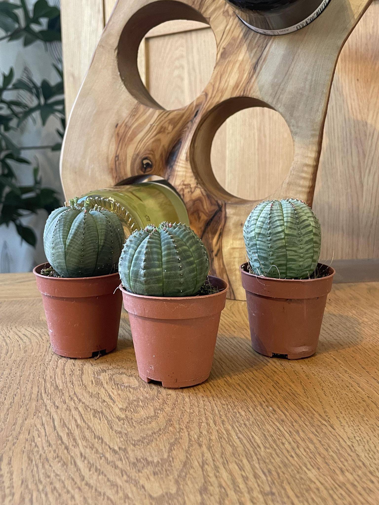 Lot de 3 Euphorbia Obesa en pot- La Green Touch - Image 4