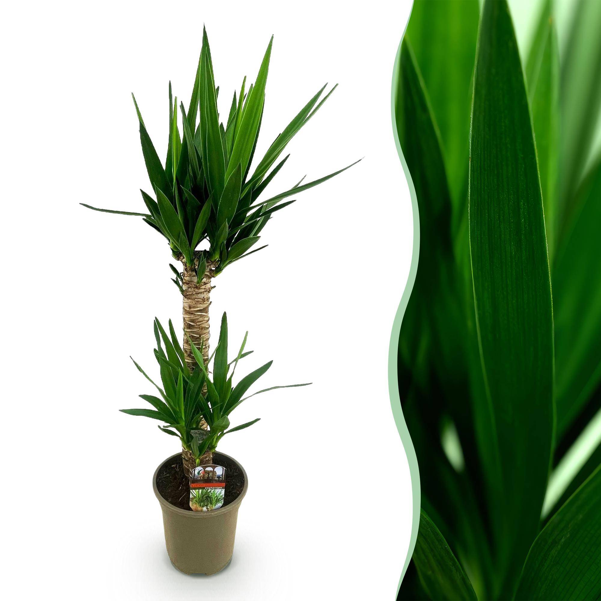 Yucca elephantipes - Yucca - Pot de 19cm - Hauteur de 12cm - Sans cache-pot - Plantes d'intérieur - Image 1