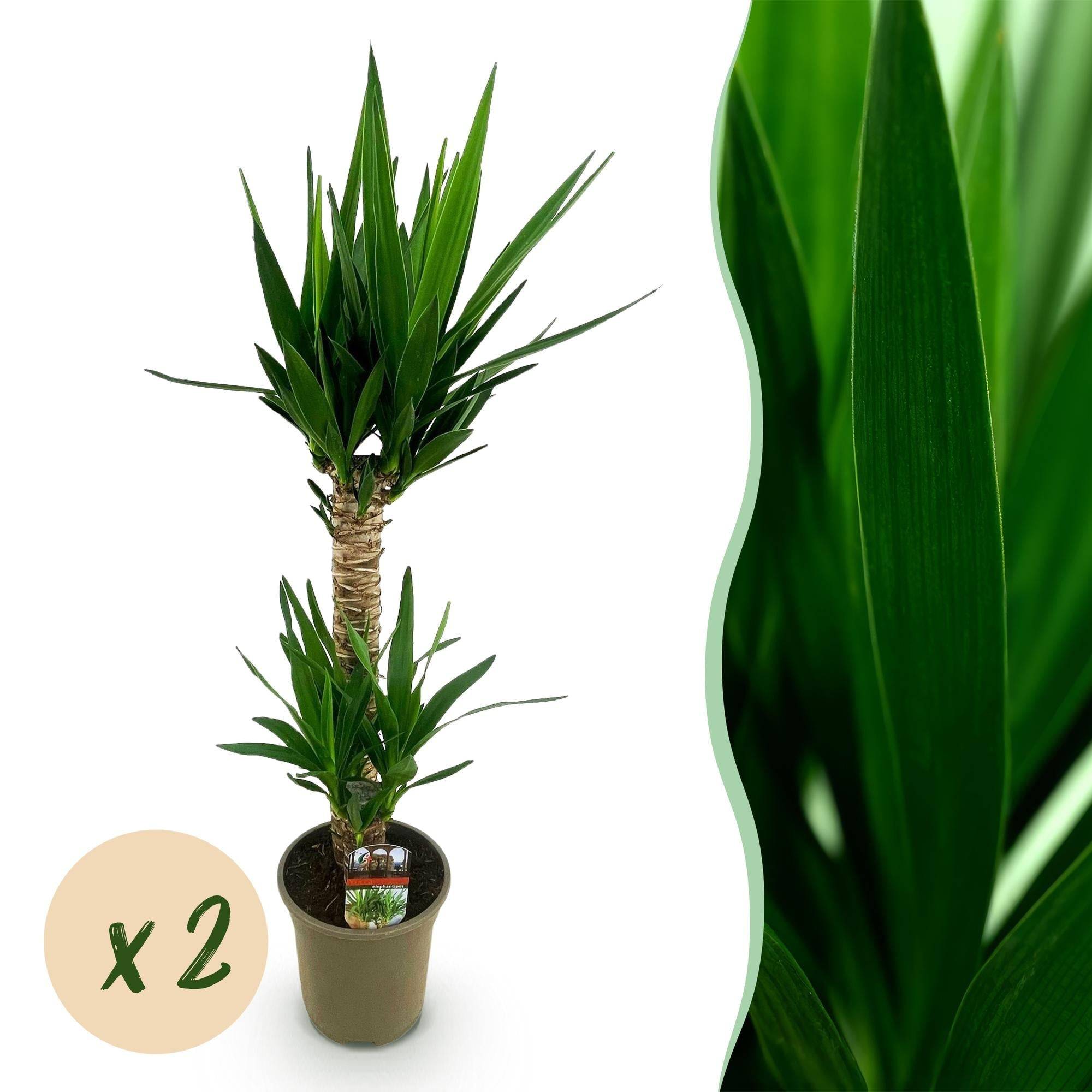 Yucca elephantipes - Yucca - Pot de 19cm - Hauteur de 12cm - Sans cache-pot - Plantes d'intérieur - Image 7
