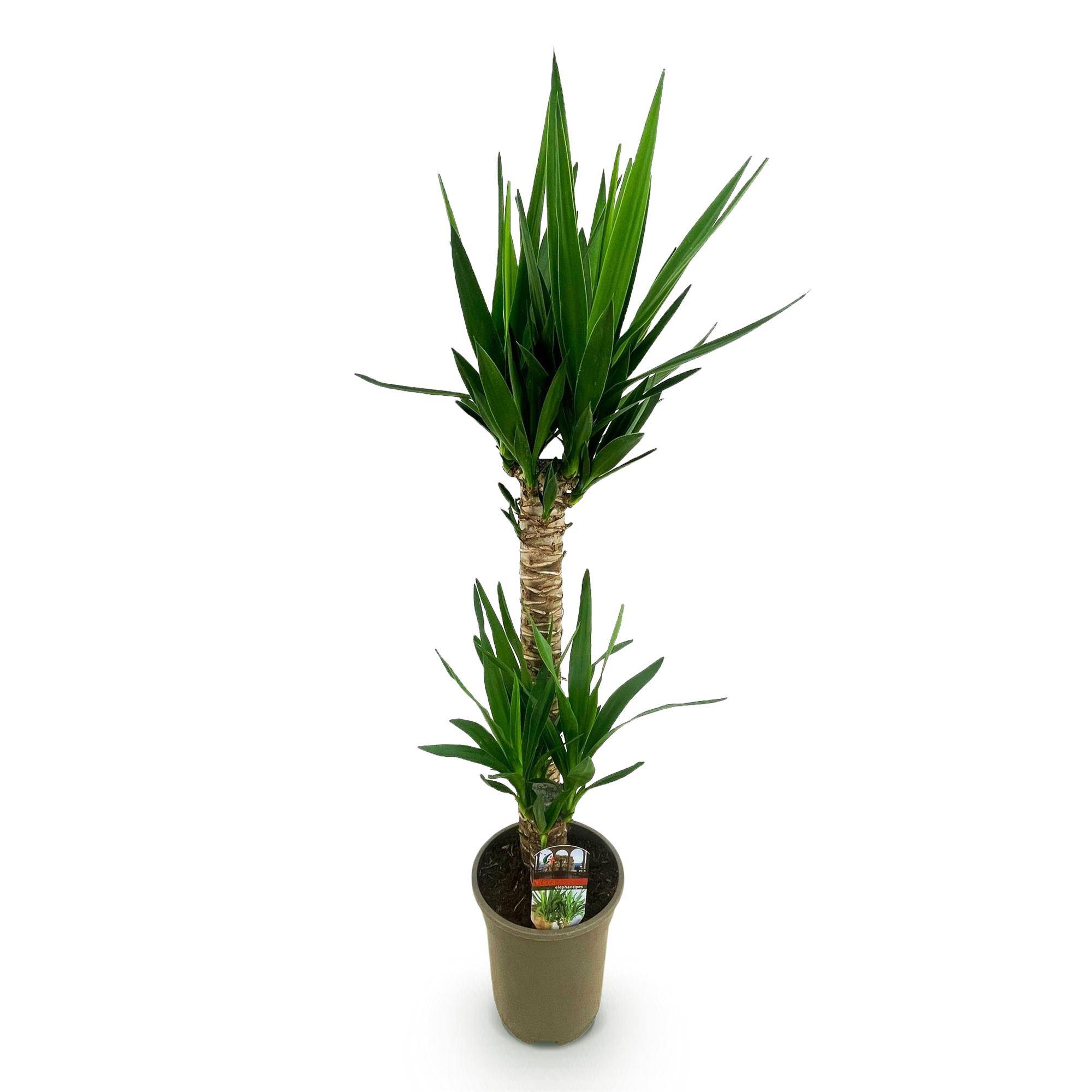 Yucca elephantipes - Yucca - Pot de 19cm - Hauteur de 12cm - Sans cache-pot - Plantes d'intérieur - Image 2