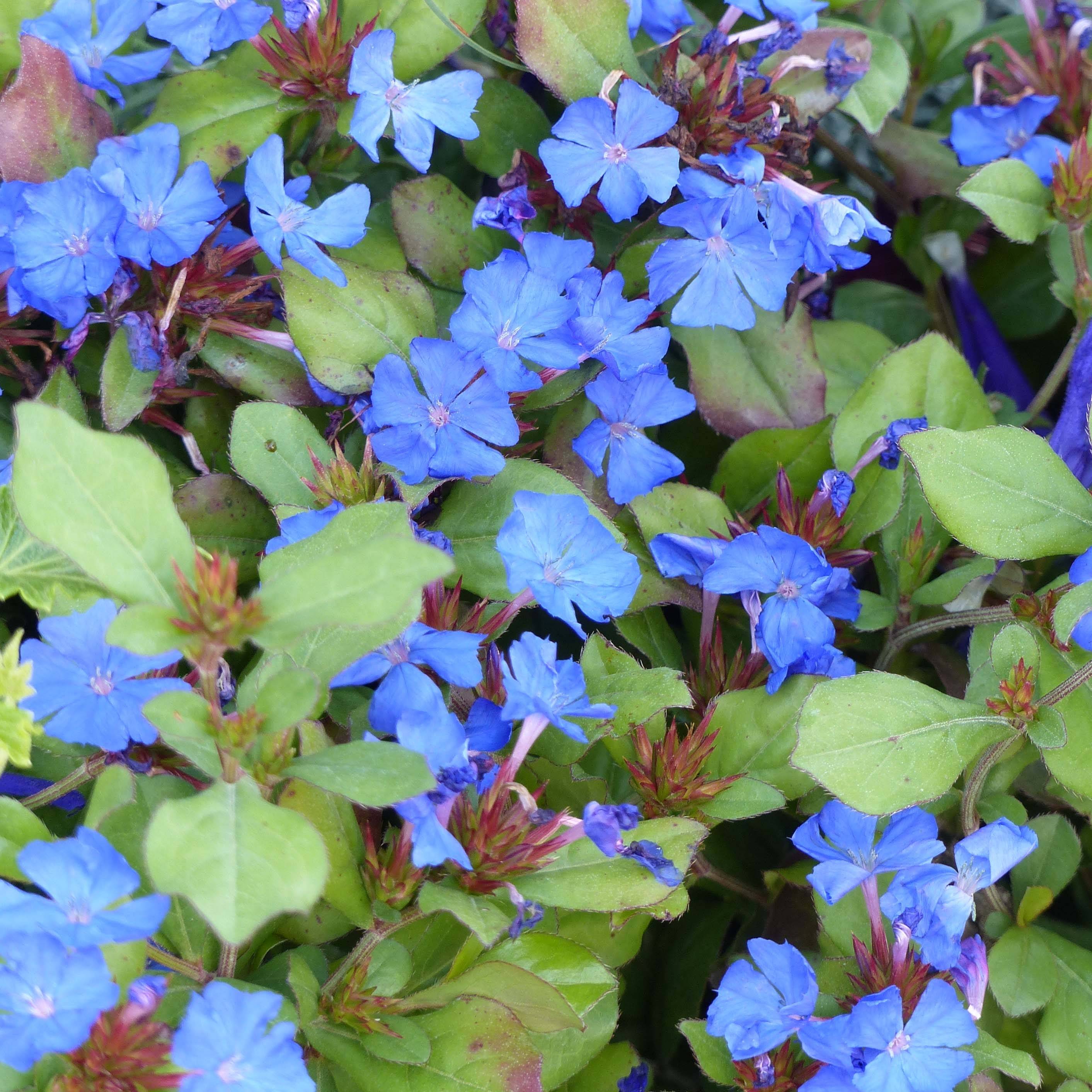 Ceratostigma plumbaginoides - Dentelaire Pot de 2L/3L