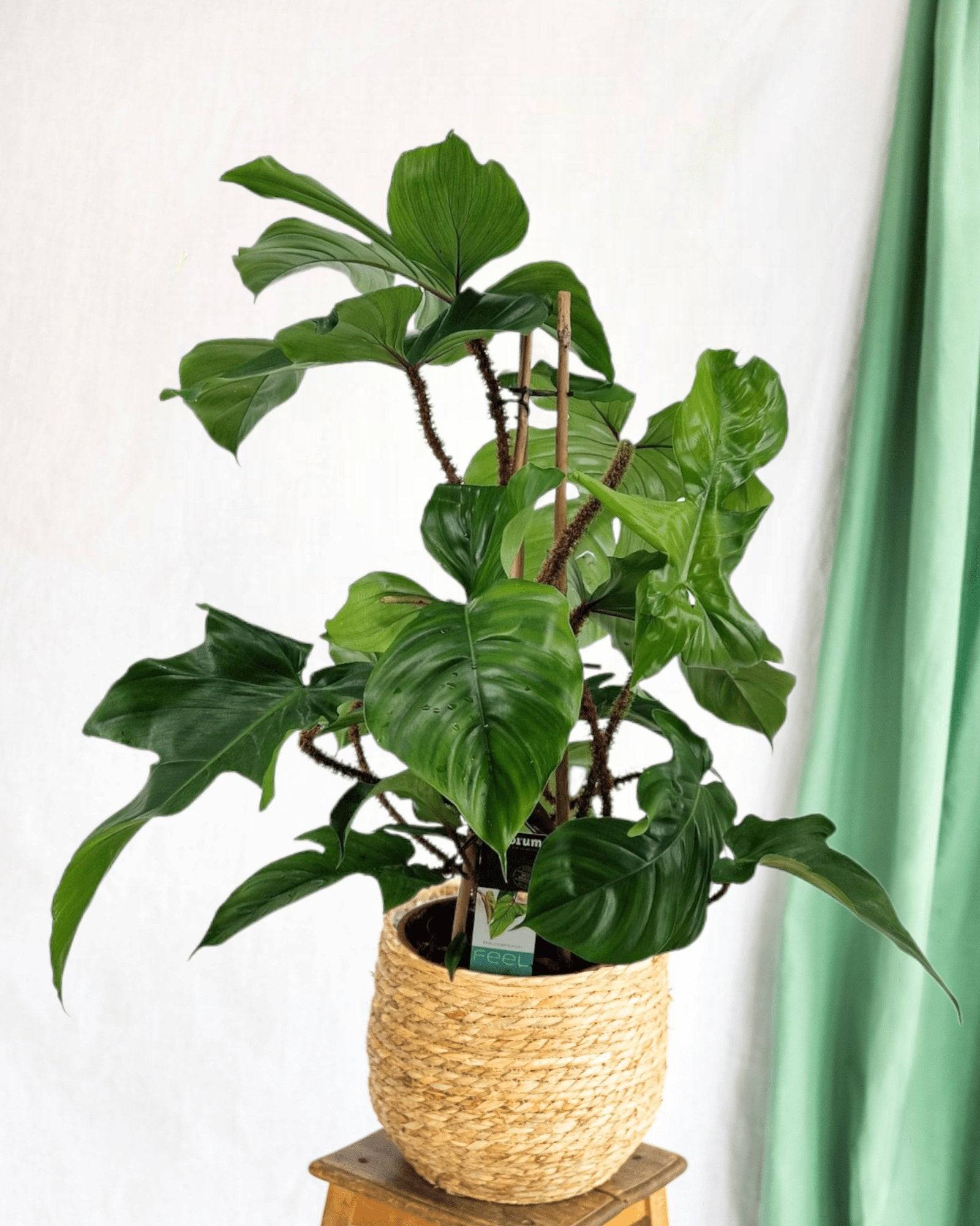 Philodendron Squamiferum Pyramide 75cm - Plante d'intérieur- La Green Touch - Image 2
