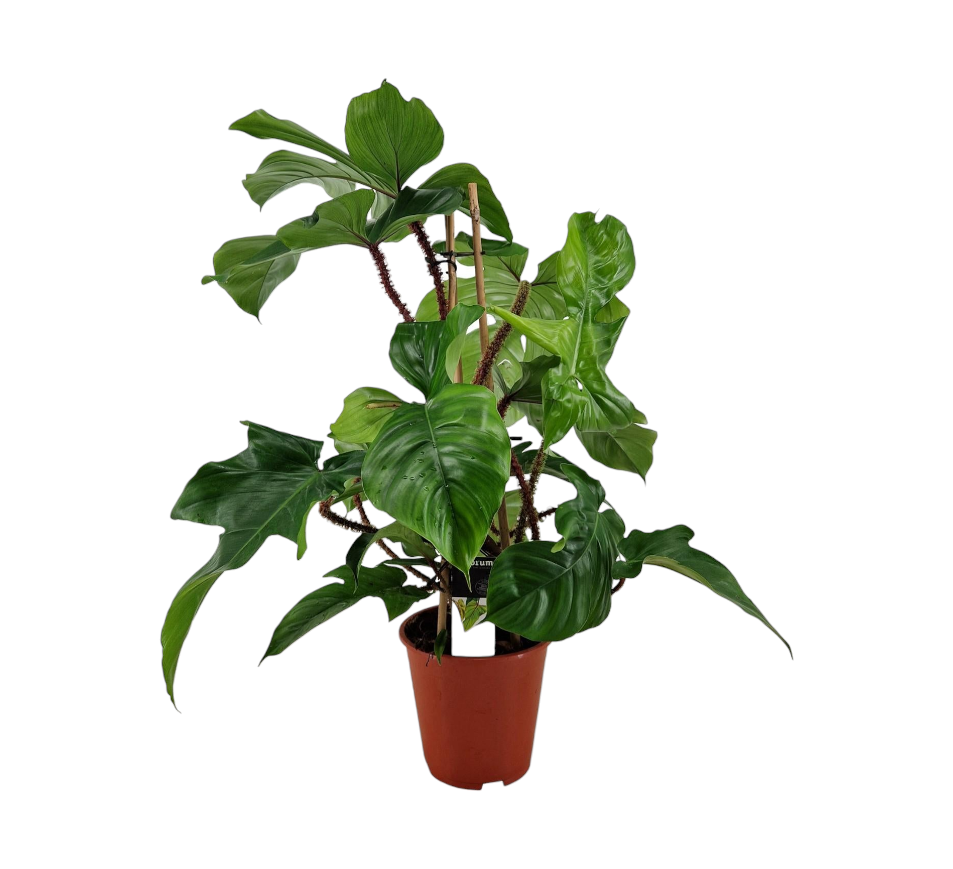 Philodendron Squamiferum Pyramide 75cm - Plante d'intérieur- La Green Touch - Image 1