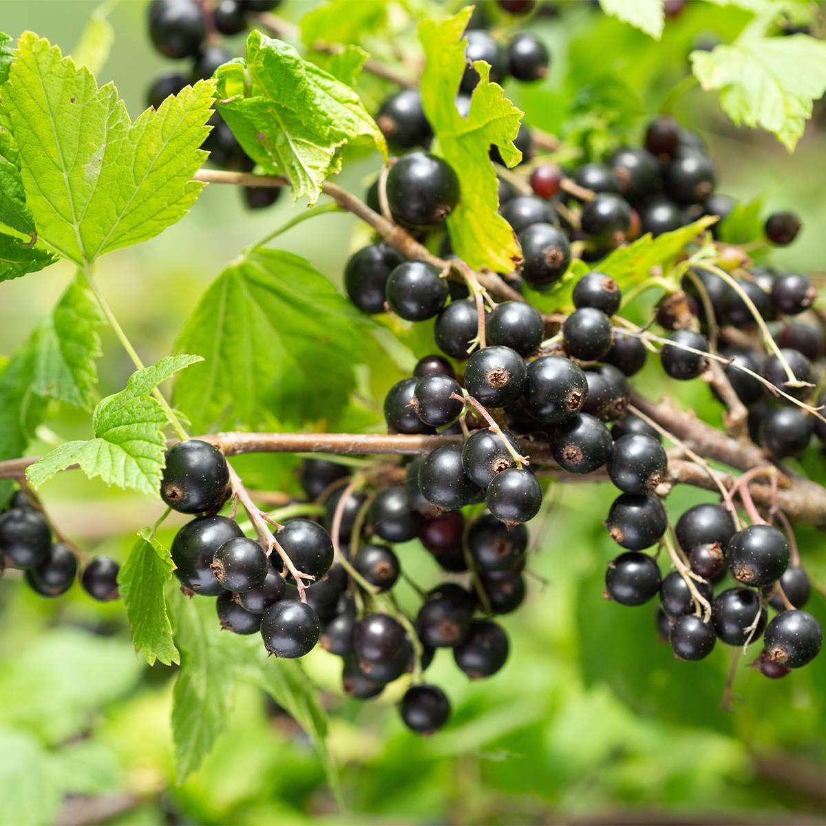 Cassissier Delbard Robusta - Ribes nigrum Pot de 2L/3L