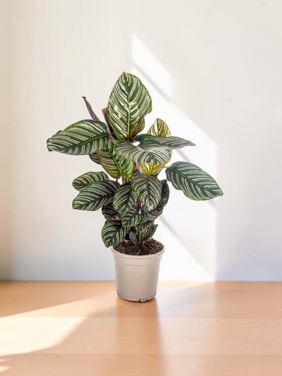 Calathea Ornata Sanderiana Ø17 Cm - D17 H40cm - Image 1