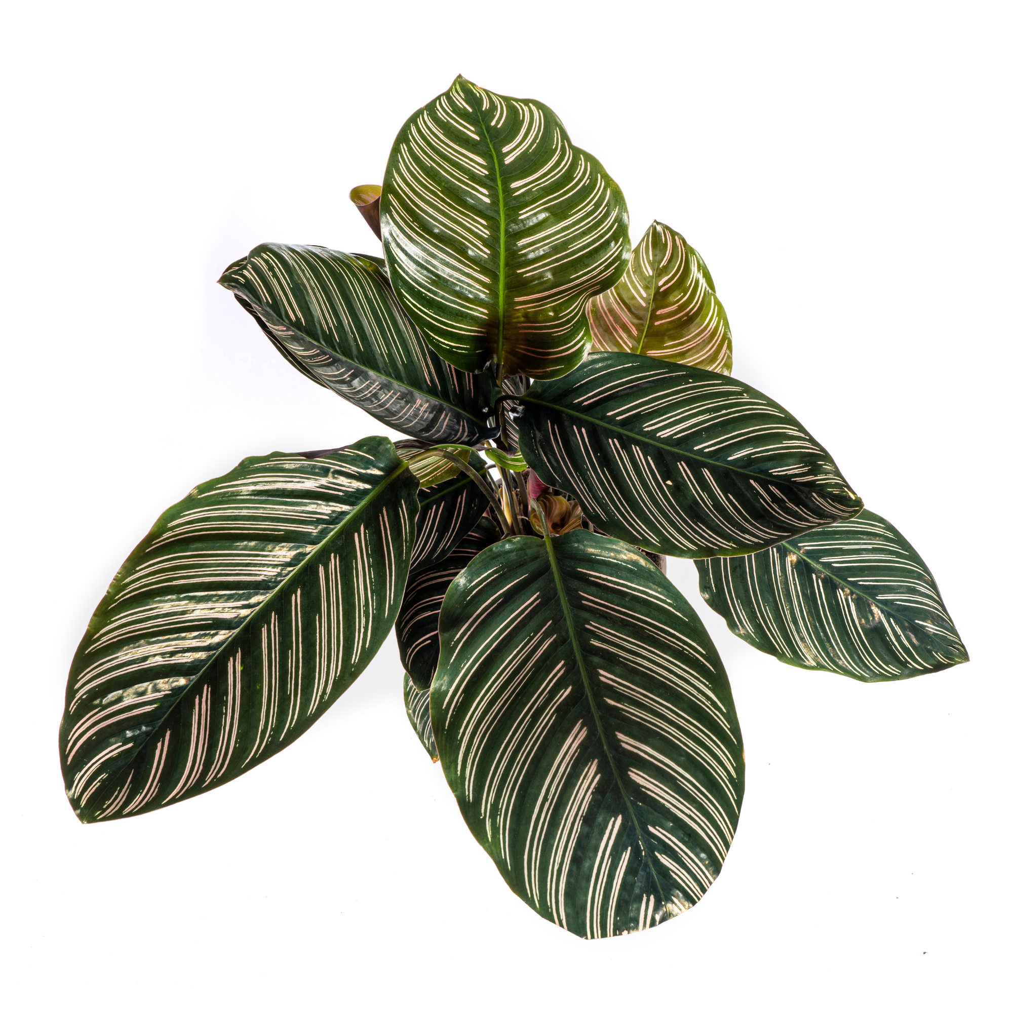Calathea Ornata Sanderiana Ø17 Cm - D17 H40cm - Image 3