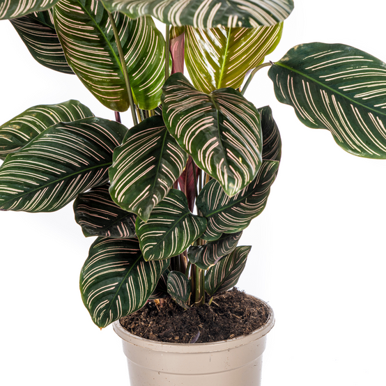 Calathea Ornata Sanderiana Ø17 Cm - D17 H40cm - Image 2