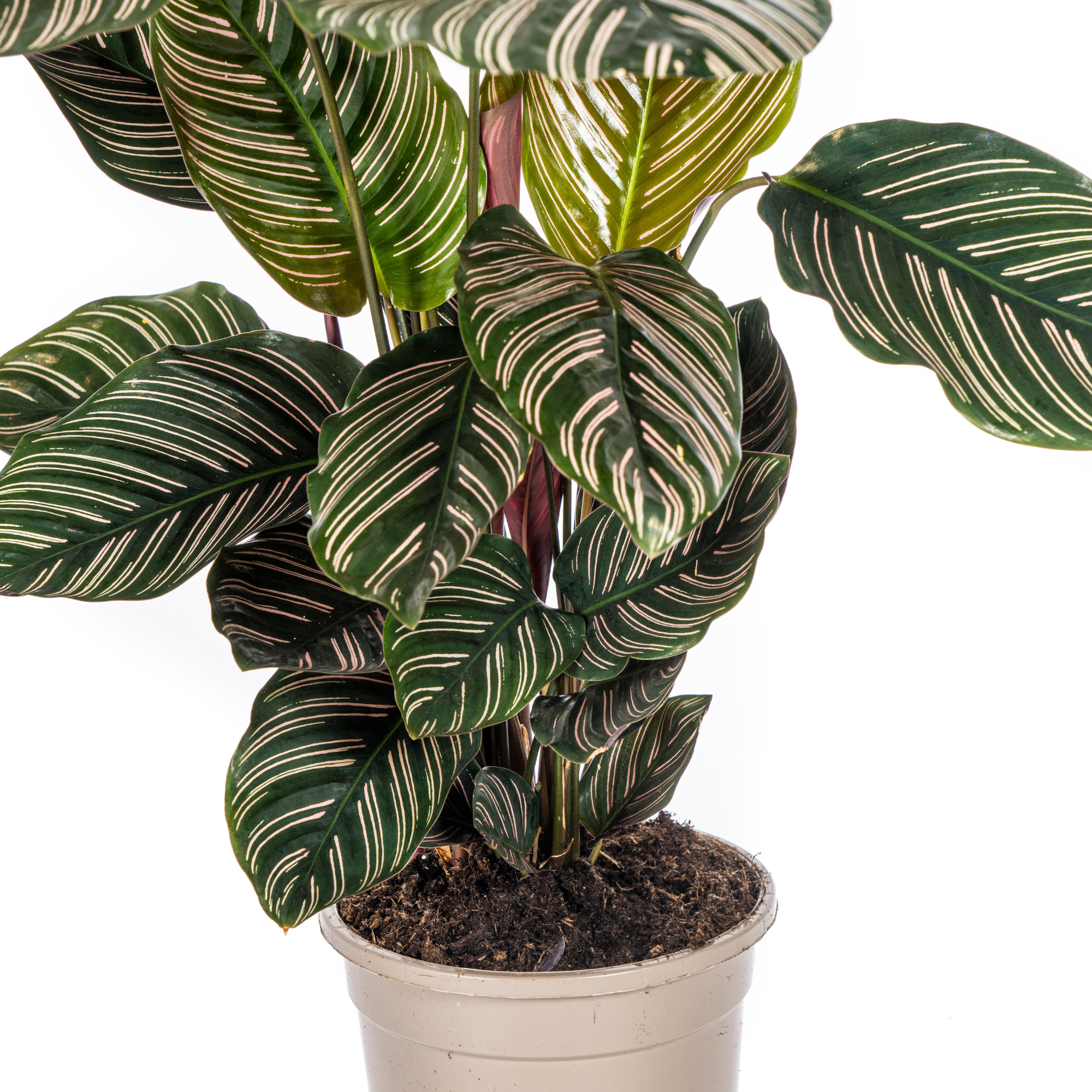Calathea Ornata Sanderiana Ø17 Cm - D17 H40cm - Image 2