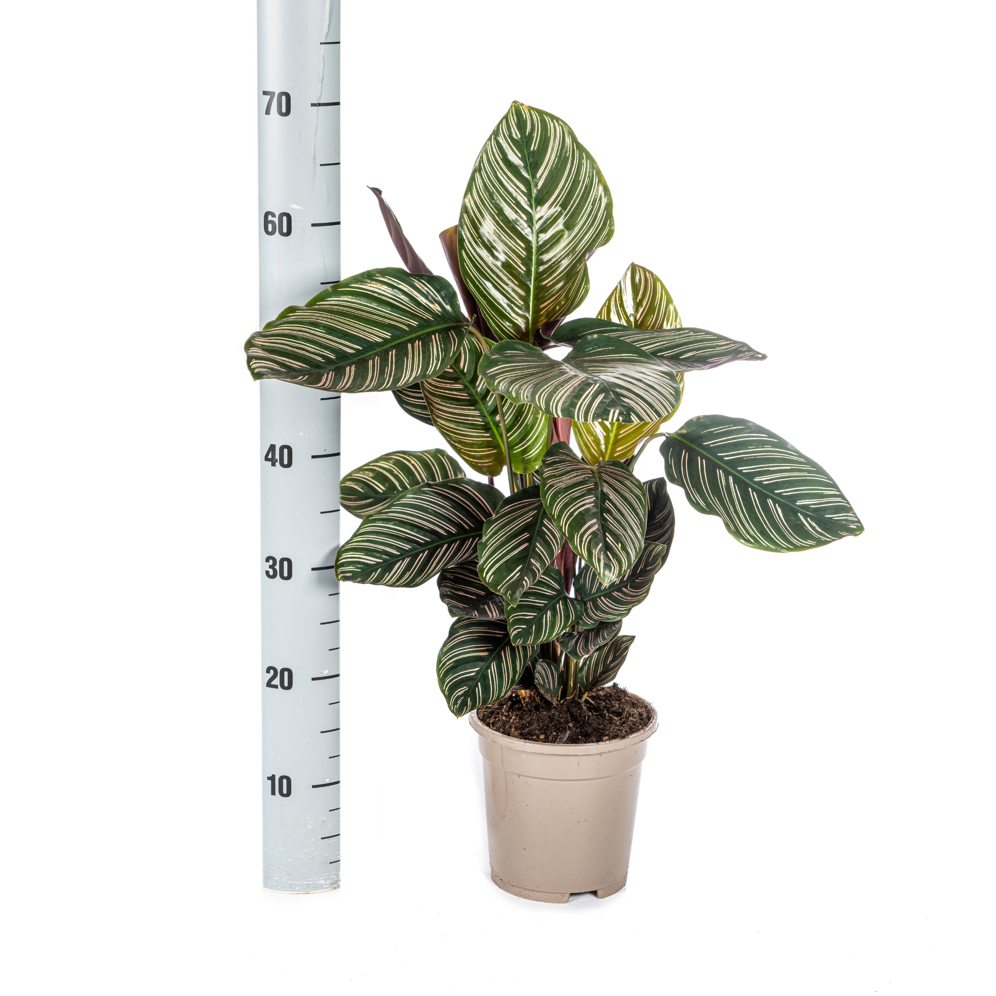 Calathea Ornata Sanderiana Ø17 Cm - D17 H40cm - Image 4