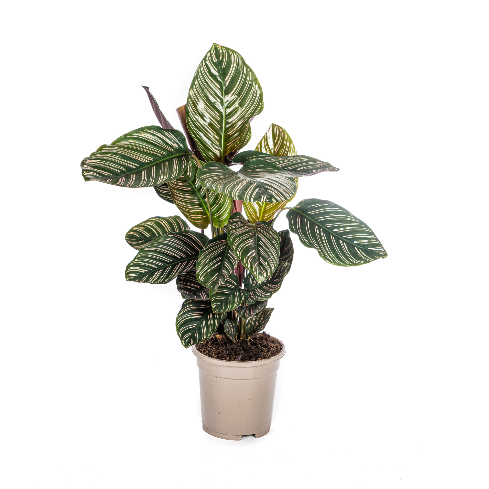 Calathea Ornata Sanderiana Ø17 Cm - D17 H40cm - Image 5