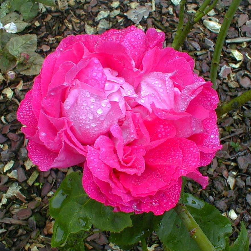 Promesse de Fleurs - Rosier ancien Paul Neyron Pot de 4L/5L