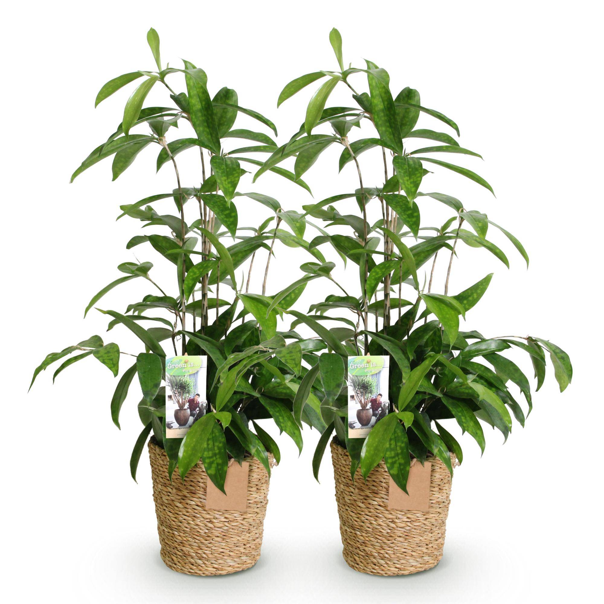 Dracaena surculosa - avec panier - lot de 2 - Ø17cm - ↕70cm - Plantes d’intérieur - Image 2