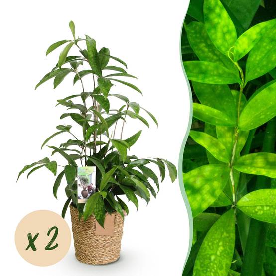 Dracaena surculosa - avec panier - lot de 2 - Ø17cm - ↕70cm - Plantes d’intérieur - Image 1