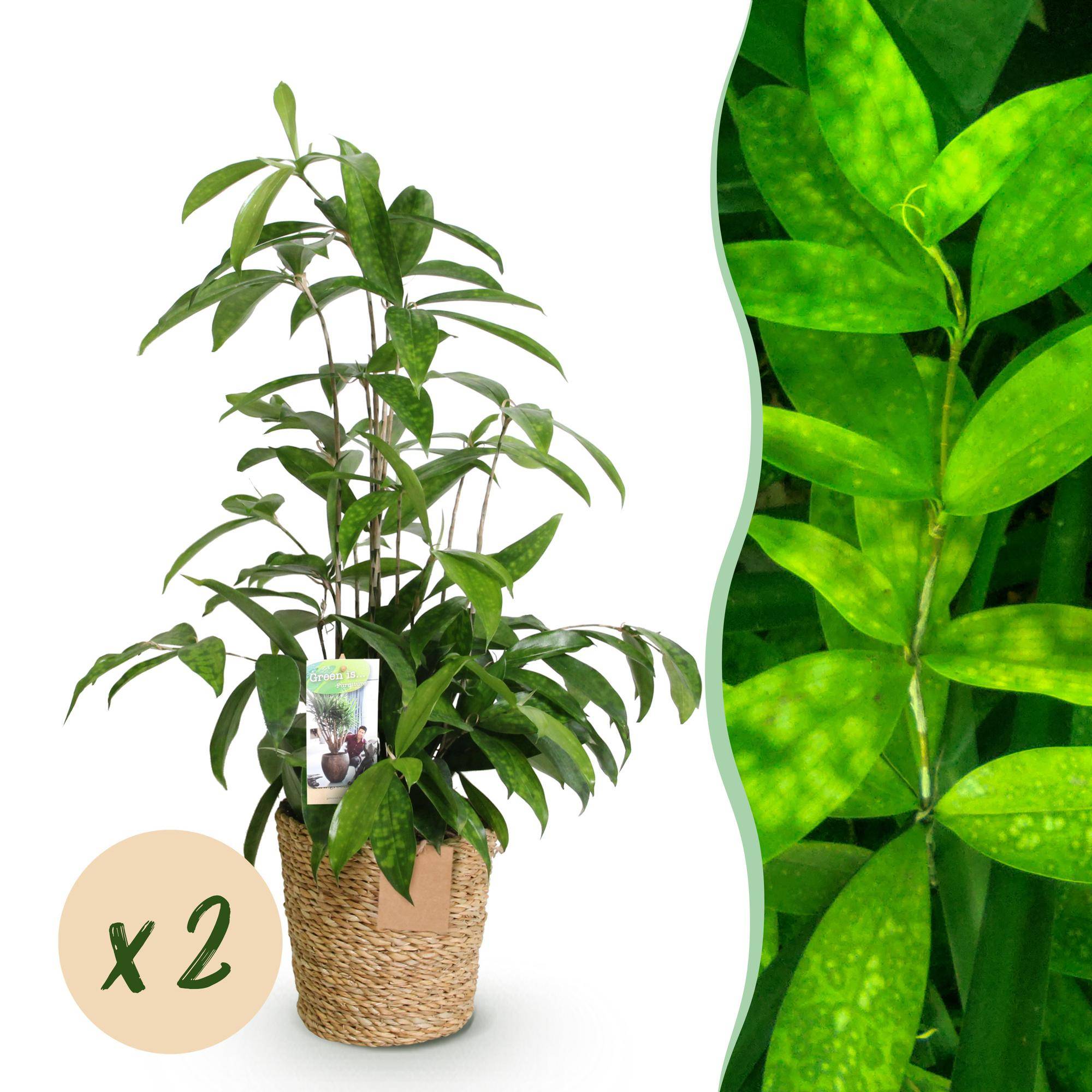 Dracaena surculosa - avec panier - lot de 2 - Ø17cm - ↕70cm - Plantes d’intérieur - Image 1