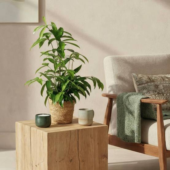 Dracaena surculosa - avec panier - lot de 2 - Ø17cm - ↕70cm - Plantes d’intérieur - Image 4
