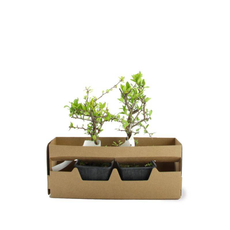 Buisson ardent 'Ventoux Red' (Pyracantha 'Ventoux Red') - Godet - Taille 13/25cm - Pépinières Naudet - Image 4
