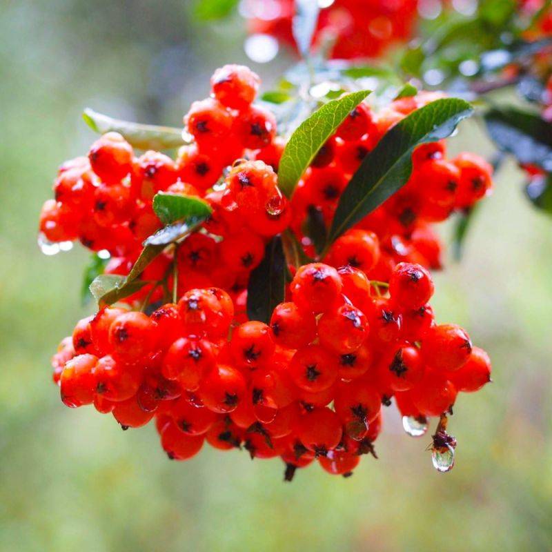 Buisson ardent 'Ventoux Red' (Pyracantha 'Ventoux Red') - Godet - Taille 13/25cm - Pépinières Naudet - Image 1