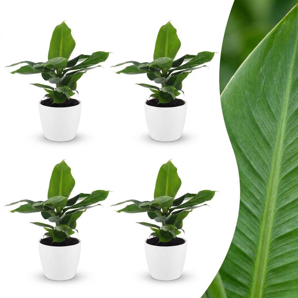 Musa Oriental Dwarf - Bananier nain oriental - Pot de 12cm - 4 plantes - Blanc - Plantes d'intérieur - Image 1