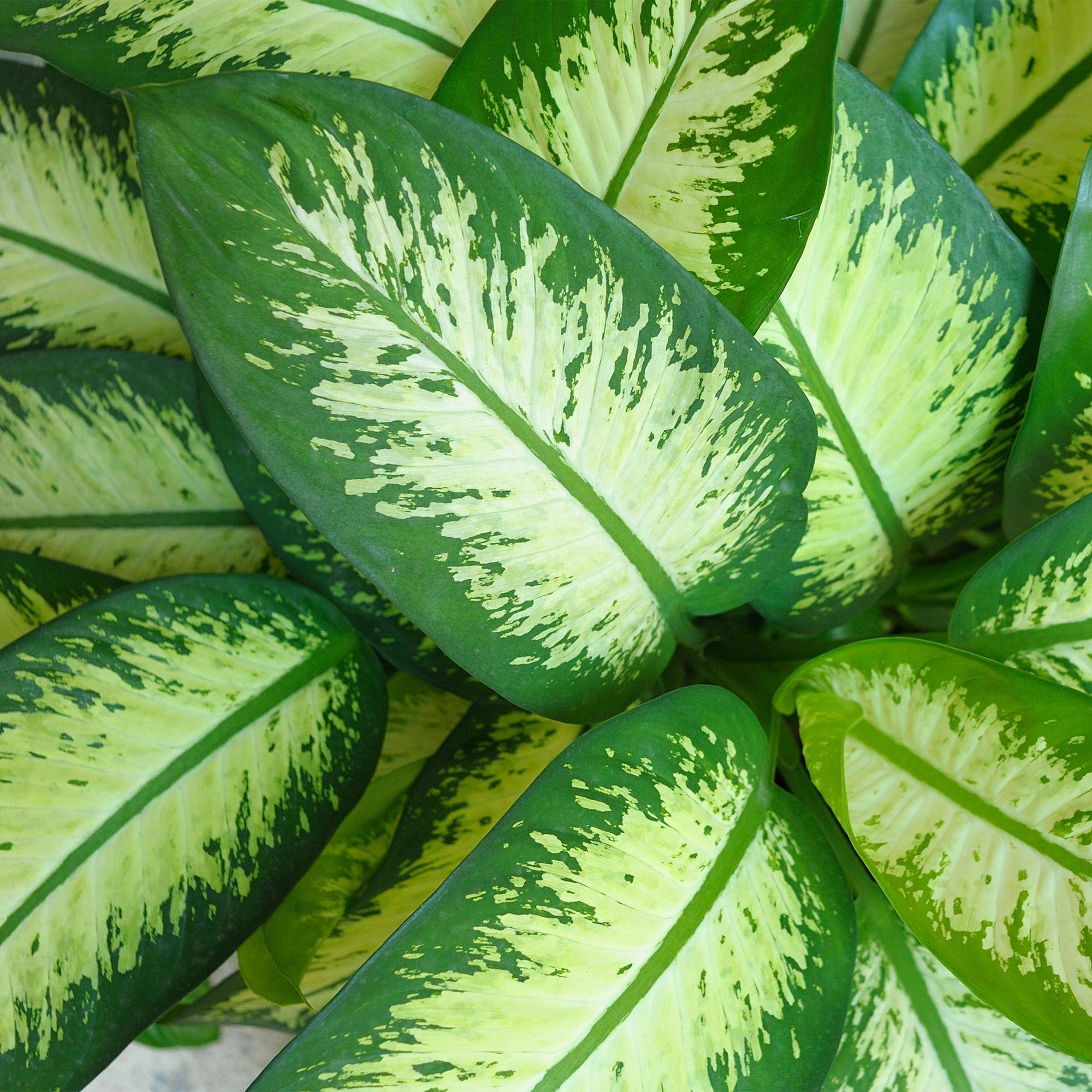 Diefenbachia Tropic Snow - Dieffenbachia - Pot de 21cm - Hauteur 90-100cm - Gris - Plantes d'intérieur - Image 5