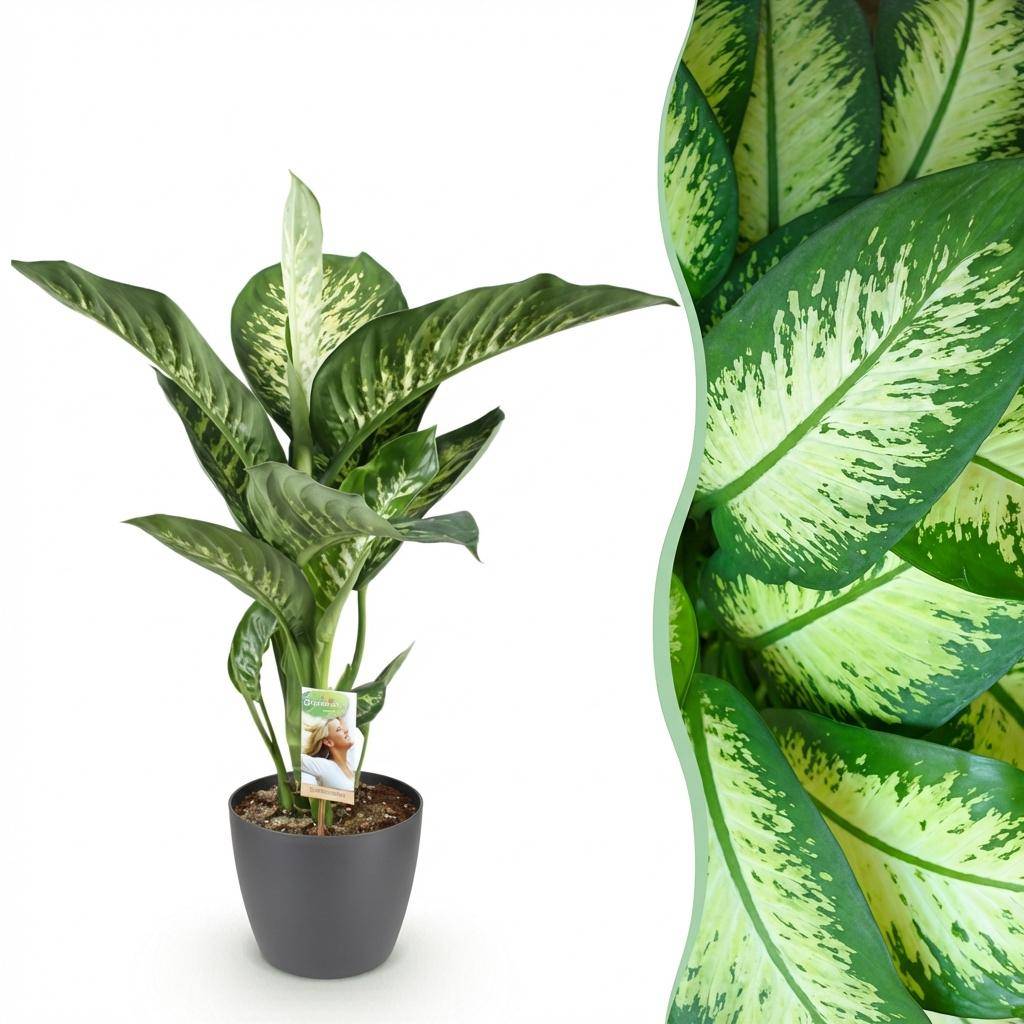 Diefenbachia Tropic Snow - Dieffenbachia - Pot de 21cm - Hauteur 90-100cm - Gris - Plantes d'intérieur - Image 1