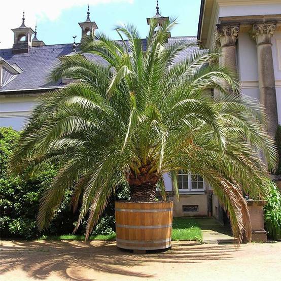 Phoenix canariensis - Palmier dattier des Canaries Pot de 1L/1,5L - Image 1